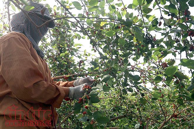 Nông dân xã Hiệp Thuận (Hà Nội) tất bật vào mùa hái dâu tằm, thu về hàng chục triệu đồng ảnh 2